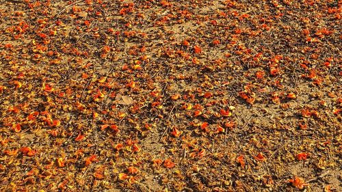 High angle view of maple leaves on field