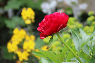 Close-up of red flowers