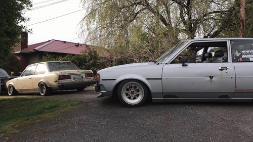 Car parked on tree