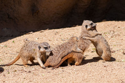 Mob of meerkats, suricata suricatta or suricates, small mongoose in southern africa playing