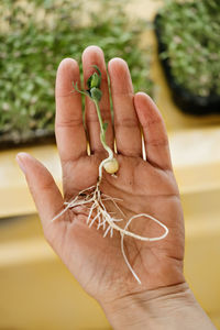 Microgreens growing background with raw sprouts in female hands. fresh raw herbs from home garden 