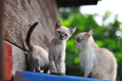 View of kitten on wall