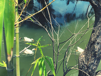 Plant with reflection of tree in lake