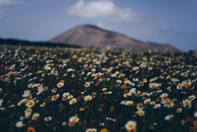 Scenic view of flowering plants on land against sky