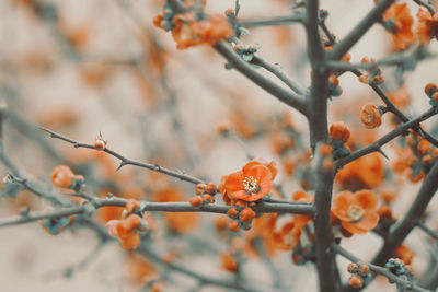 Close-up of orange berries on tree