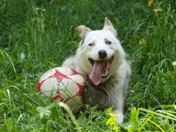 Close-up of dog playing with ball on grass