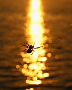 Close-up of spider