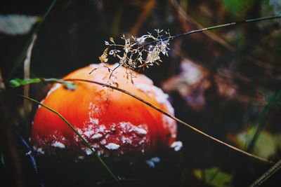 Close-up of spider on web