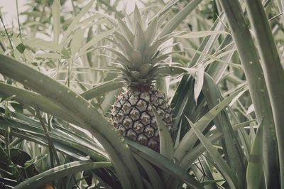 Close-up of fruit growing on field