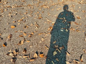 High angle view of shadow on sand