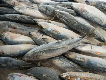 High angle view of fish for sale