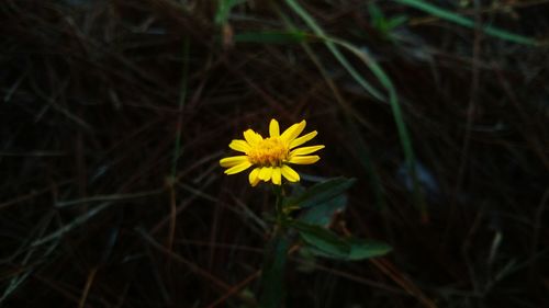 Close-up of yellow flower blooming in field