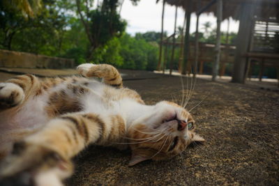 Close-up of cat lying on field