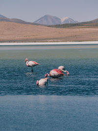 Group of lamingos in a lake in bolivia