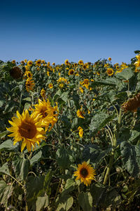 Close-up of yellow flowering plants against clear sky