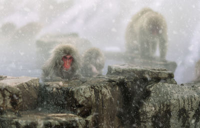 View of monkey on rock in snow