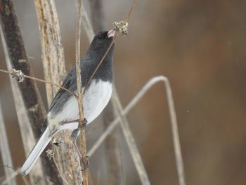 Close-up of bird perching on piece of grass