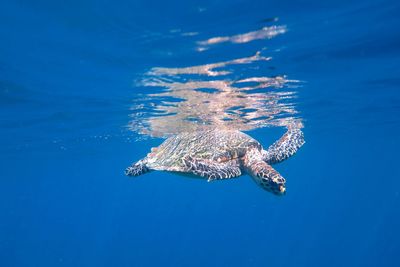 View of turtle swimming in sea