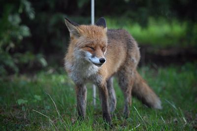 Fox with eyes closed standing on grassy field