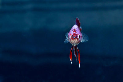 Close-up of jellyfish swimming in sea