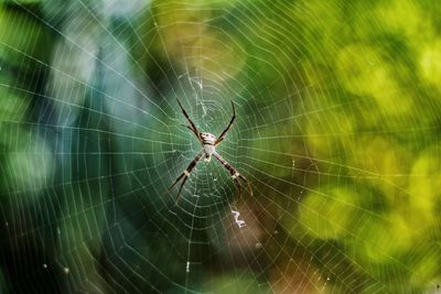 Spider on web