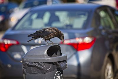 Close-up of a bird on a car