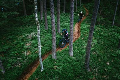Green tree trunk in forest