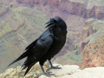 Close-up of raven perching on cliff against grand canyon