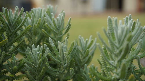 Close-up of fresh plants