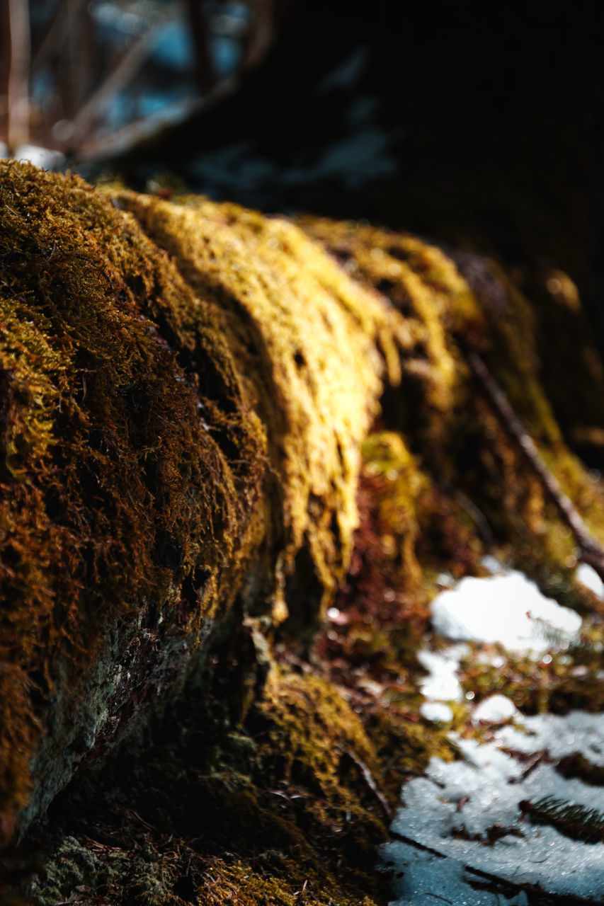 CLOSE-UP OF BREAD ON ROCK BY TREE