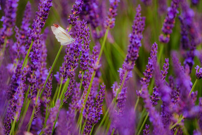 Close-up of purple lavender flowers