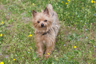 Close-up portrait of a dog