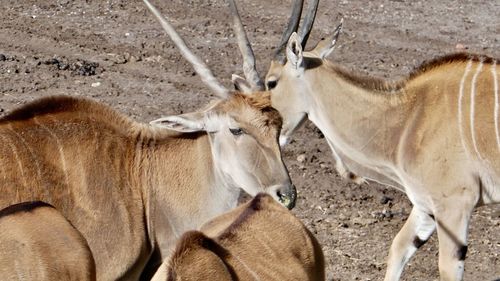 Horses standing in a field