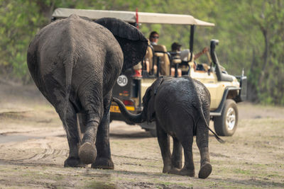 Elephant drinking water