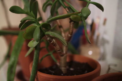 Close-up of potted plant