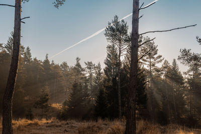 Low angle view of trees against sky