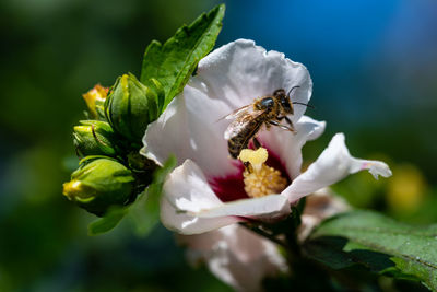 Close-up of bee pollinating on flower