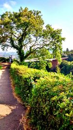 Footpath with trees in background