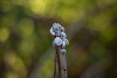 Close-up of rope on wood