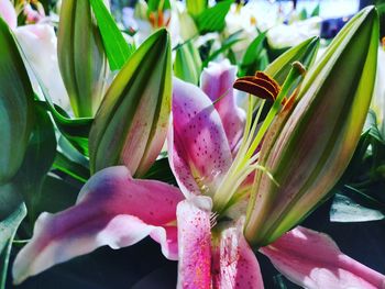 Close-up of pink lilies