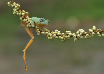 Close-up of lizard on tree