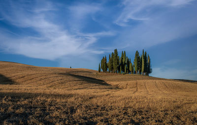 Tuscan cypresses