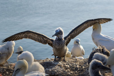 Flock of seagulls on rock