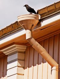 Low angle view of bird perching on built structure