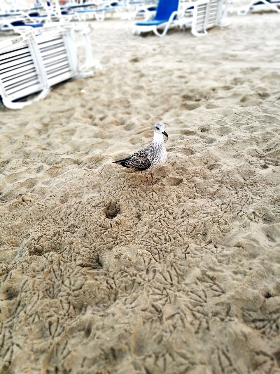 BIRDS ON BEACH