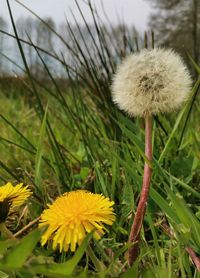 Close-up of dandelion flower growing on field