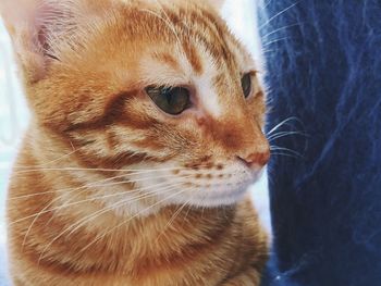 Close-up portrait of ginger cat