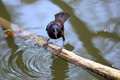 High angle view of duck swimming in lake