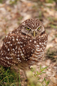 Close-up portrait of owl on field