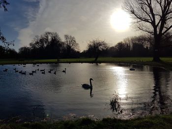 Ducks swimming in lake